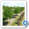Our Nursery & Greenhouse