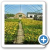 Our Nursery & Greenhouse